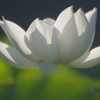 清楚