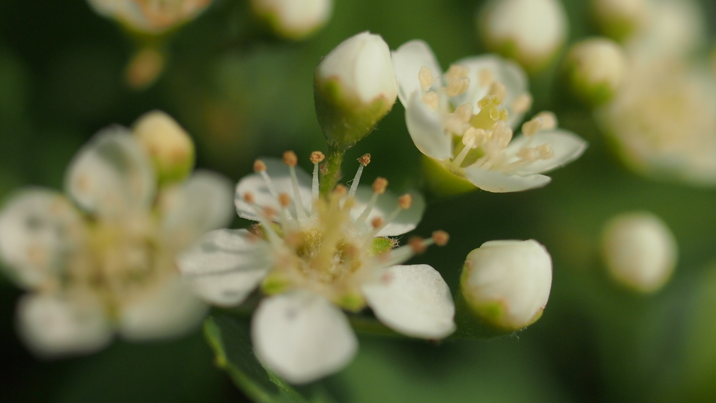 ピラカンサの花