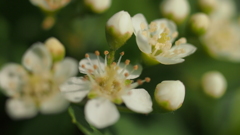 ピラカンサの花