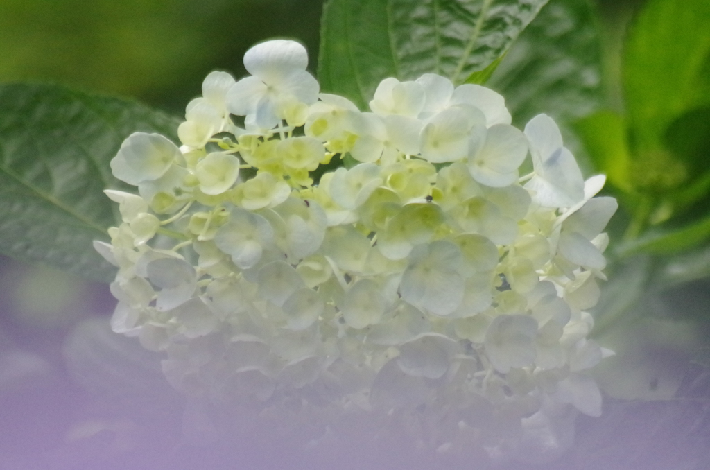 紫陽花