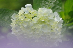 紫陽花
