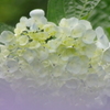 紫陽花