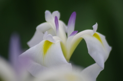 花菖蒲