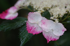 紫陽花
