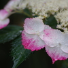 紫陽花