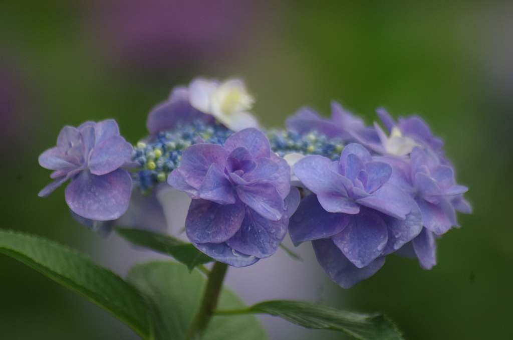 紫陽花
