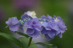 紫陽花