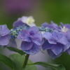 紫陽花
