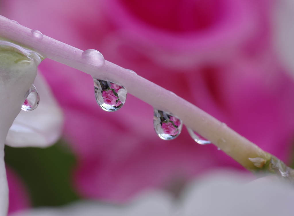 雨上がりの水滴