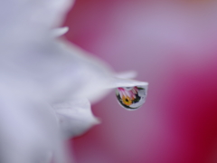 花びらに着いた玉水