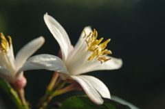 IMGP9444レモンの花