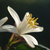 IMGP9444レモンの花