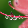 花弁の雫