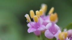 ムラサキシキブの花と雫