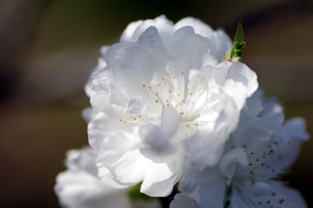 八重桜