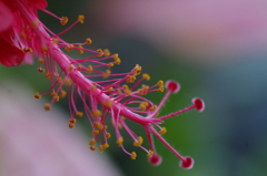 花芯