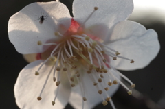 百花の魁