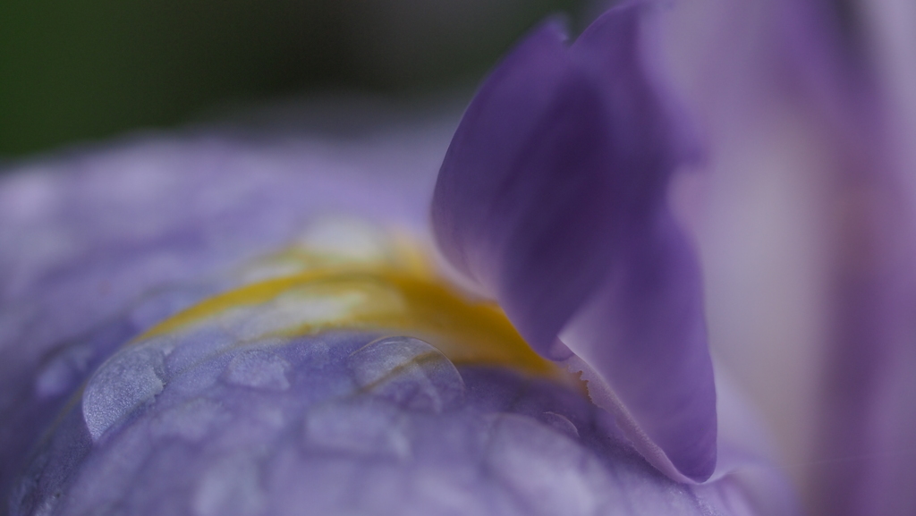 花菖蒲