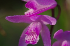 IMGP9433シランの花