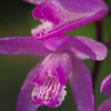 IMGP9433シランの花