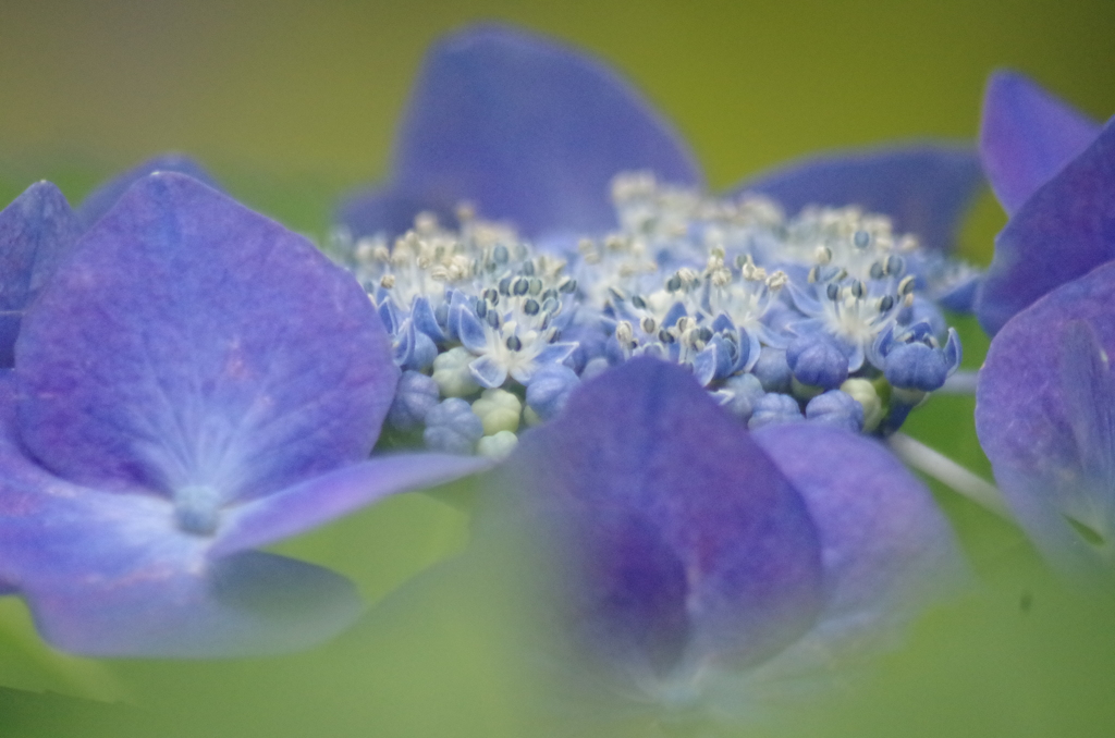 紫陽花