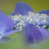 紫陽花