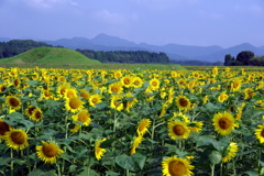 古墳とひまわり