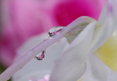 雫
