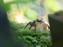 食事中