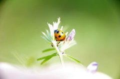 アリとテントウムシ