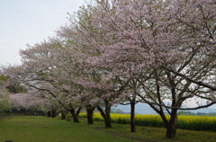 桜と菜の花