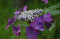 紫陽花