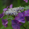 紫陽花