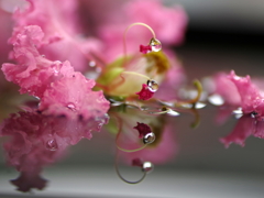 サルスベリの雄花につく雫
