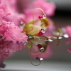 サルスベリの雄花につく雫