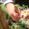 お花摘み