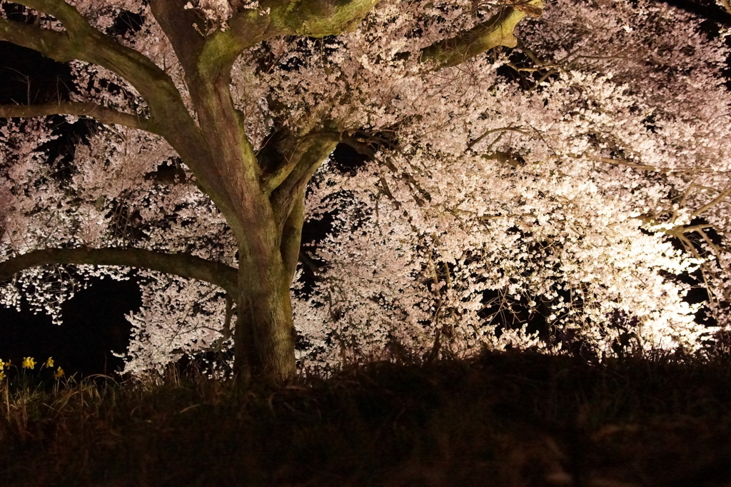 わに塚の桜 5