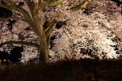 わに塚の桜 5