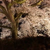 わに塚の桜 5