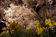 わに塚の桜 8
