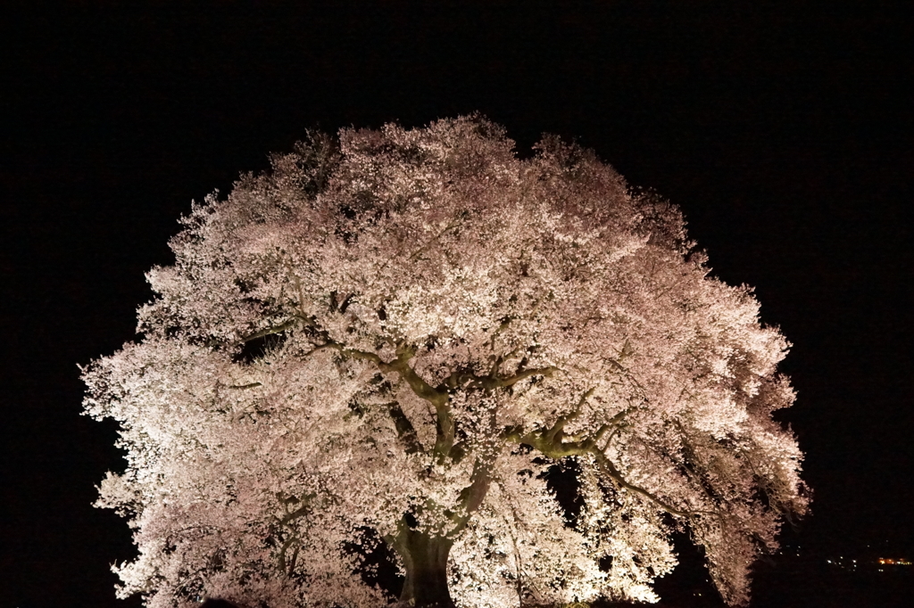 わに塚の桜 13