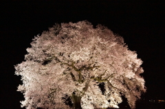 わに塚の桜 13