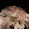 わに塚の桜 13