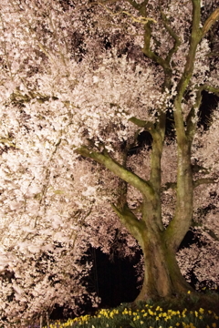 わに塚の桜 10