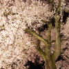 わに塚の桜 10