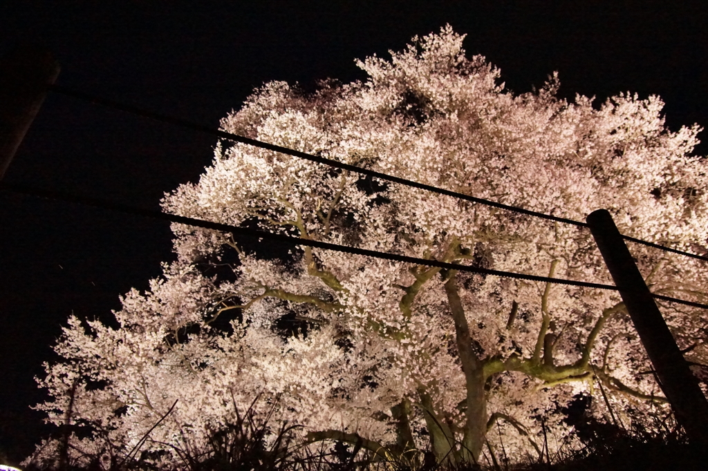 わに塚の桜