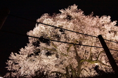 わに塚の桜