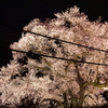 わに塚の桜