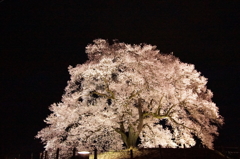 わに塚の桜 2