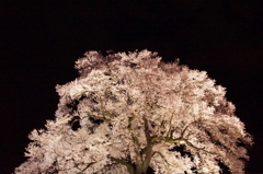 わに塚の桜 12